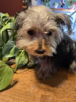 Denny, a male Yorkshire Terrier and Morkie for sale in Charlton, MA – Photo 3 of 5