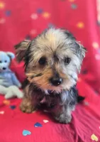 Denny, a male Yorkshire Terrier and Morkie for sale in Charlton, MA – Photo 1 of 5