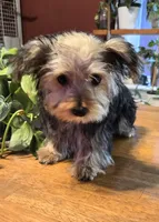 Denny, a male Yorkshire Terrier and Morkie for sale in Charlton, MA – Photo 2 of 5