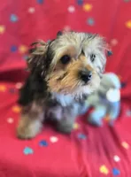 Denny, a male Yorkshire Terrier and Morkie for sale in Charlton, MA – Photo 2 of 5