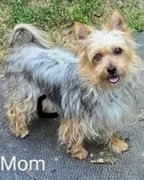 Denny, a male Yorkshire Terrier and Morkie for sale in Charlton, MA – Photo 4 of 5