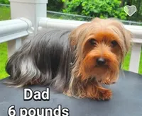Denny, a male Yorkshire Terrier and Morkie for sale in Charlton, MA – Photo 4 of 5