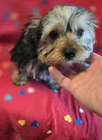 Denny, a male Yorkshire Terrier and Morkie for sale in Charlton, MA – Photo 3 of 5