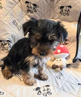 Rosie , a female Yorkshire Terrier for sale in Charlton, MA – Photo 2 of 5