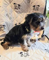 Rosie , a female Yorkshire Terrier for sale in Charlton, MA – Photo 3 of 5