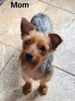 Rosie , a female Yorkshire Terrier for sale in Charlton, MA – Photo 5 of 5