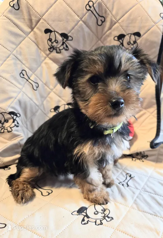 Rosie  – Yorkshire Terrier puppy for sale in Charlton, MA