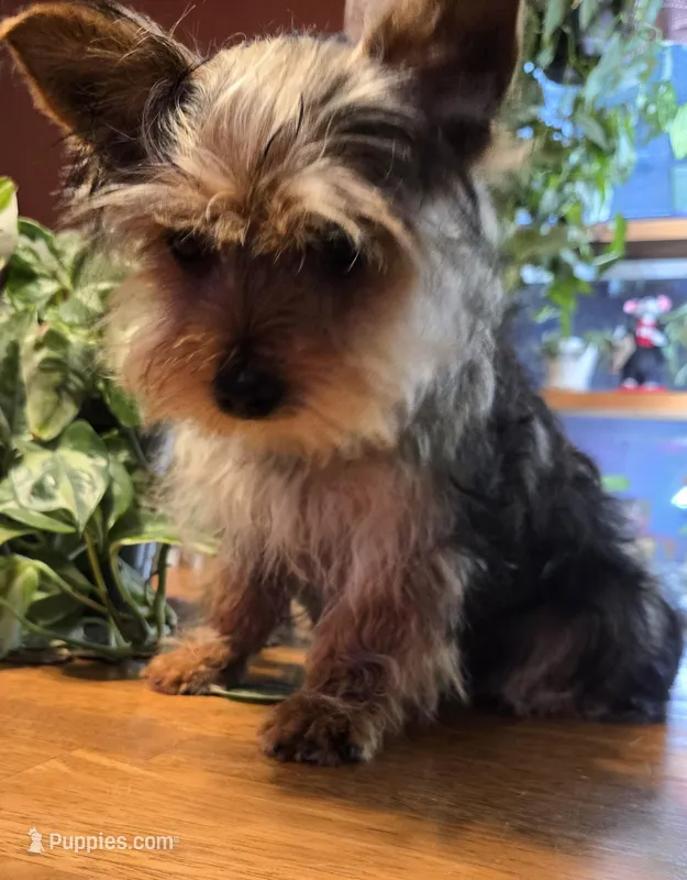 Green collar  – Yorkshire Terrier, Morkie puppy for sale in Charlton, MA