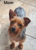 Green collar , a male Yorkshire Terrier and Morkie for sale in Charlton, MA – Photo 5 of 6