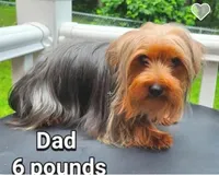 Green collar , a male Yorkshire Terrier and Morkie for sale in Charlton, MA – Photo 6 of 6