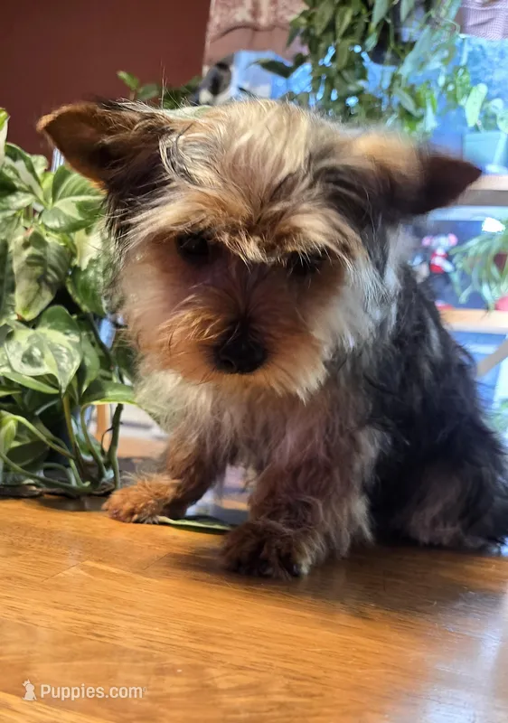 Green collar  – Yorkshire Terrier, Morkie puppy for sale in Charlton, MA