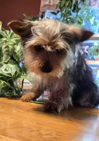 Green collar , a male Yorkshire Terrier and Morkie for sale in Charlton, MA – Photo 1 of 6