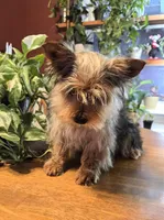 Green collar , a male Yorkshire Terrier and Morkie for sale in Charlton, MA – Photo 2 of 6