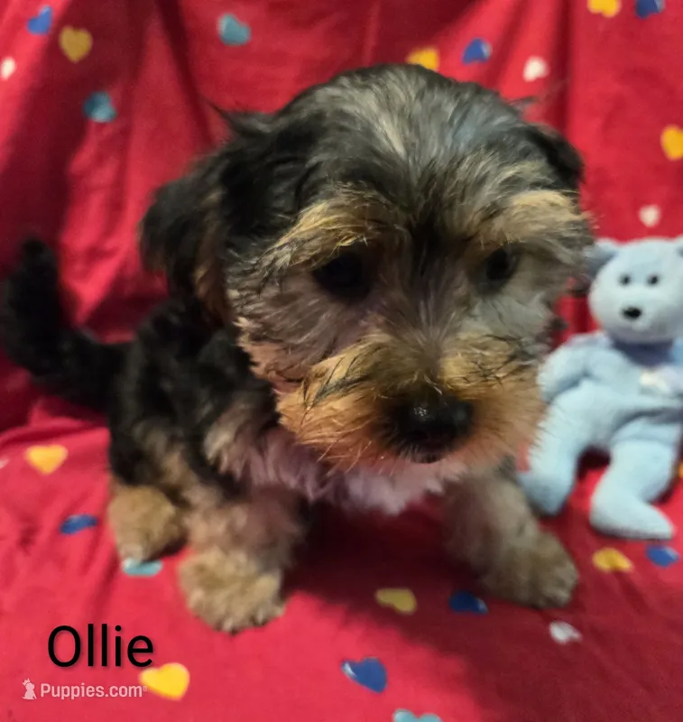Ollie – Yorkshire Terrier, Morkie puppy for sale in Charlton, MA