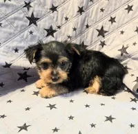 Axel, a male Yorkshire Terrier and Morkie for sale in Charlton, MA – 2 of 5