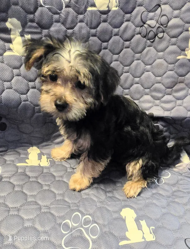 Billy  – Yorkshire Terrier, Morkie puppy for sale in Charlton, MA