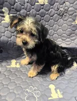 Billy , a male Yorkshire Terrier and Morkie for sale in Charlton, MA – 1 of 5