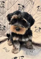 Rocky , a male Yorkshire Terrier and Morkie for sale in Charlton, MA – 1 of 5