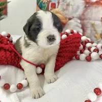 Presley, a female Saint Bernard for sale in Goldsboro, NC – Photo 6 of 10