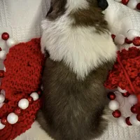 Presley, a female Saint Bernard for sale in Goldsboro, NC – Photo 10 of 10