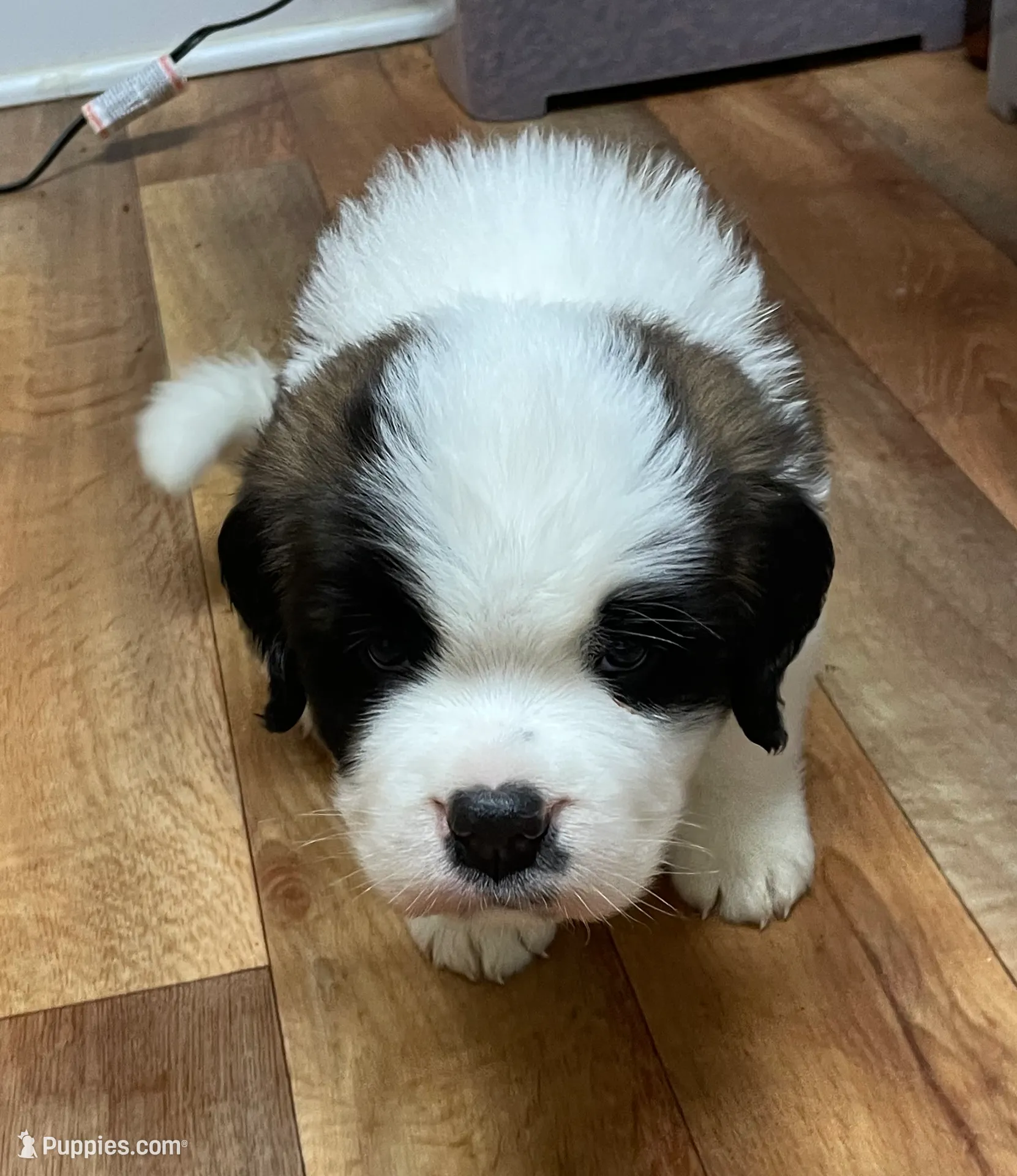 processed/28978e14-6727-4ff2-8cb8-0859ec36df3b/listing/e6f119f8-2ab1-4b79-bdb5-039aaa084452/8b378c8a-e0e6-4d3c-9a62-42b019799706