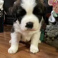 Presley, a female Saint Bernard for sale in Goldsboro, NC – Photo 3 of 10