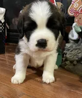 processed/28978e14-6727-4ff2-8cb8-0859ec36df3b/listing/e6f119f8-2ab1-4b79-bdb5-039aaa084452/ac49349f-2311-4e0b-89fb-b7401f598832