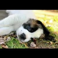 AKC-Cupid, a female Saint Bernard for sale in Goldsboro, NC – Photo 6 of 10