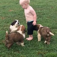 AKC-Cupid, a female Saint Bernard for sale in Goldsboro, NC – Photo 8 of 10