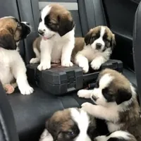 AKC-Cupid, a female Saint Bernard for sale in Goldsboro, NC – Photo 5 of 10