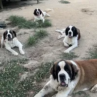 AKC-Cupid, a female Saint Bernard for sale in Goldsboro, NC – Photo 10 of 10