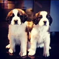 AKC-Cupid, a female Saint Bernard for sale in Goldsboro, NC – Photo 7 of 10