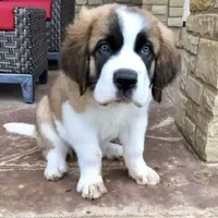 AKC-Cupid, a female Saint Bernard for sale in Goldsboro, NC – Photo 4 of 10