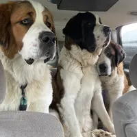 AKC-Cupid, a female Saint Bernard for sale in Goldsboro, NC – Photo 9 of 10