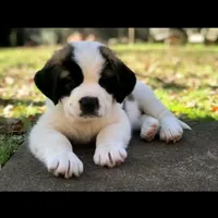 AKC-Cupid, a female Saint Bernard for sale in Goldsboro, NC – Photo 1 of 10