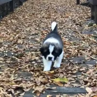 AKC-Cupid, a female Saint Bernard for sale in Goldsboro, NC – Photo 2 of 10