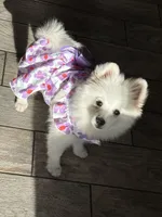 Pomeranian , a female Pomeranian for sale in Hesperia, CA – 2 of 3