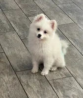 Pomeranian , a female Pomeranian for sale in Hesperia, CA – 1 of 3