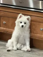 Pomeranian , a female Pomeranian for sale in Hesperia, CA – 3 of 3
