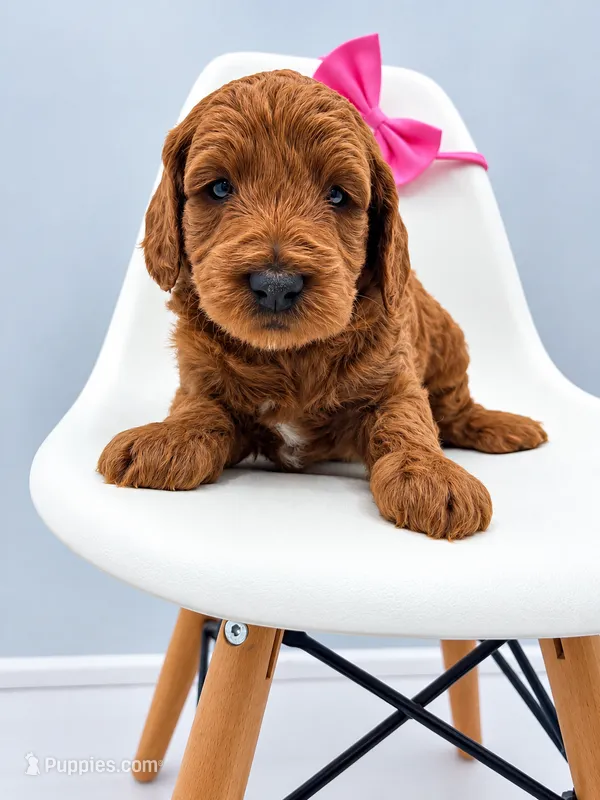 Ginger Mini F1BB – Miniature Goldendoodle puppy for sale in Creston, OH