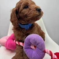 Mini Cowboy F1BB, a male Miniature Goldendoodle for sale in Creston, OH – 1 of 1