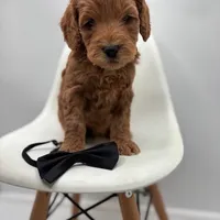 Mini Tango F1BB, a male Miniature Goldendoodle for sale in Creston, OH – Photo 2 of 3