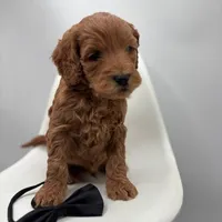 Mini Tango F1BB, a male Miniature Goldendoodle for sale in Creston, OH – Photo 3 of 3