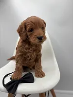 processed/28997156-e7e8-4771-a6c1-a7e8fa64bb2f/listing/82de31ae-474c-4286-aa11-c172dbdcb29d/55438ffe-cbed-4c7f-a317-a23e4c682d9f