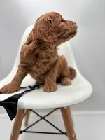 processed/28997156-e7e8-4771-a6c1-a7e8fa64bb2f/listing/82de31ae-474c-4286-aa11-c172dbdcb29d/d06f546c-2818-446c-ab70-56cb63944030