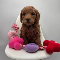 Mini Tango F1BB, a male Miniature Goldendoodle for sale in Creston, OH – Photo 1 of 3