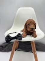 processed/28997156-e7e8-4771-a6c1-a7e8fa64bb2f/listing/82de31ae-474c-4286-aa11-c172dbdcb29d/fe2f00d2-d53b-44be-88e2-f6e6a5913557