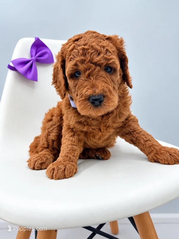 Penny Mini F1BB – Miniature Goldendoodle puppy for sale in Creston, OH