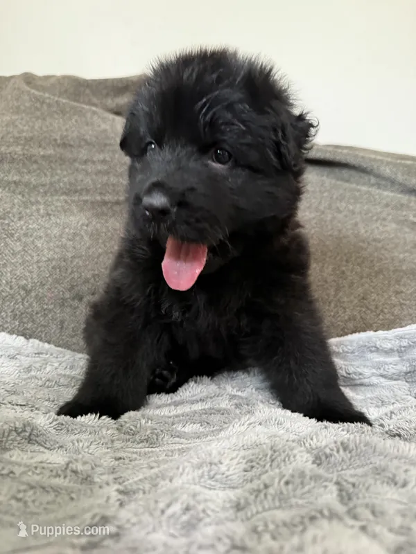 Princess – German Shepherd Dog puppy for sale in Bridgeton, NJ