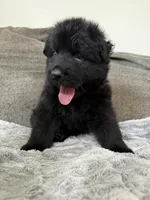 Princess, a female German Shepherd Dog for sale in Bridgeton, NJ – 6 of 10